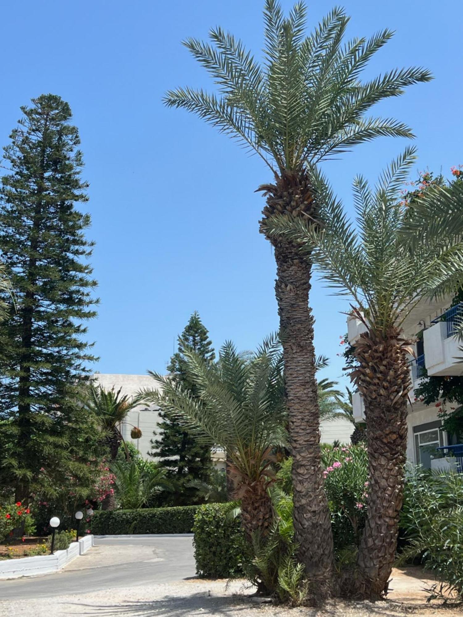 Gorgona Hotel Amoudara Lasithiou المظهر الخارجي الصورة